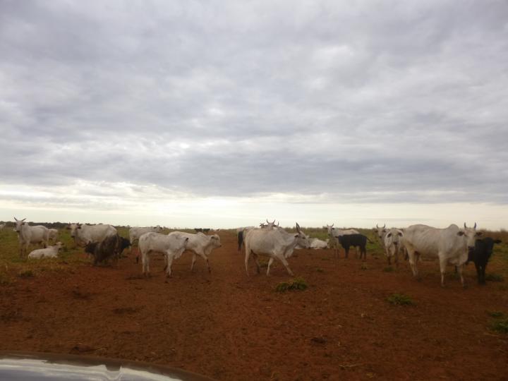 Fazenda, 7526 m² - Foto 5