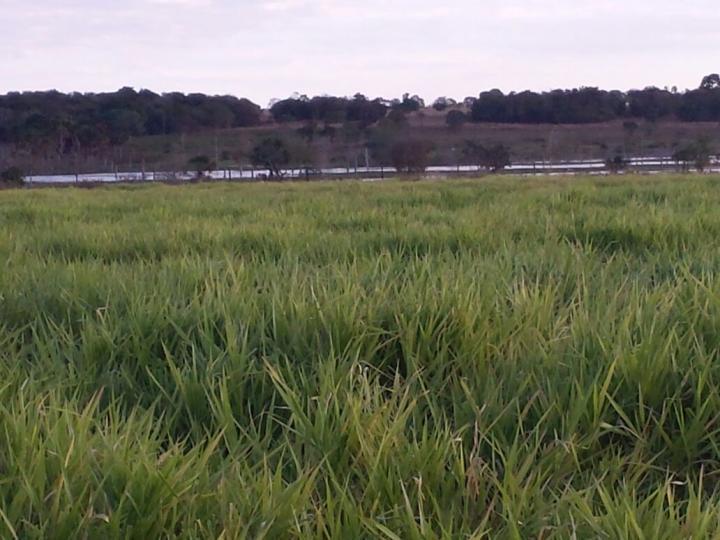 Fazenda, 3 quartos - Foto 3