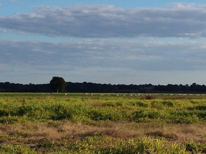 Fazenda, 3 quartos - Foto 4