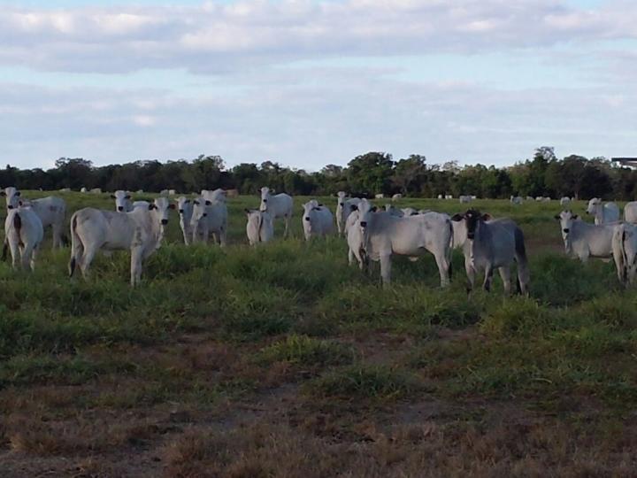 Fazenda, 3 quartos - Foto 8