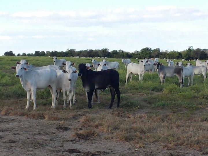 Fazenda, 3 quartos - Foto 12