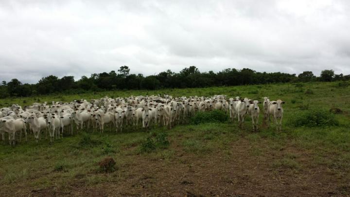 Fazenda, 3 quartos - Foto 13