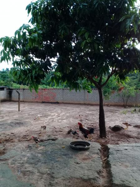 Chácara, 2 quartos, 6000 m² - Foto 8