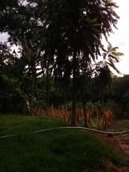 Chácara, 2 quartos, 6000 m² - Foto 14